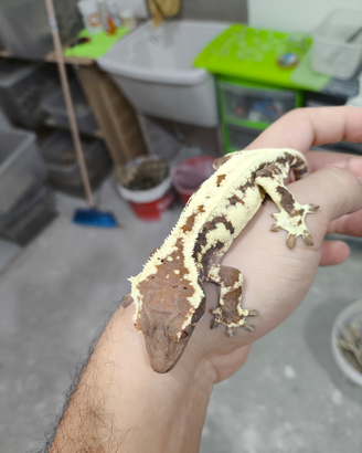 Gechi Ciliatus