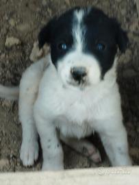 Incrocio border collie