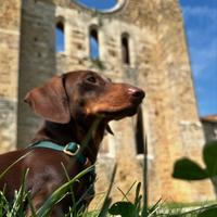 Accoppiamento bassotti standard pedigree Enci