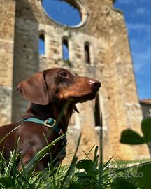 Accoppiamento bassotti standard pedigree Enci