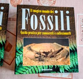 Il Magico mondo dei Fossili