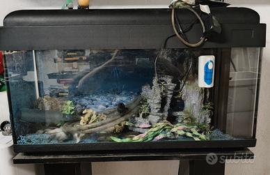 acquario 