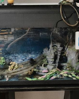 acquario 