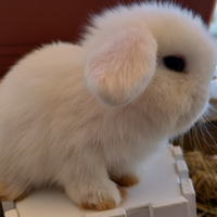 Conigli Mini Lop