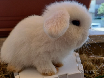 Conigli Mini Lop