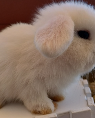Conigli Mini Lop