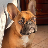 Bulldog francese disponibile per monta
