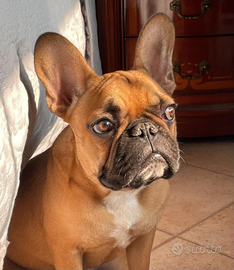 Bulldog francese disponibile per monta