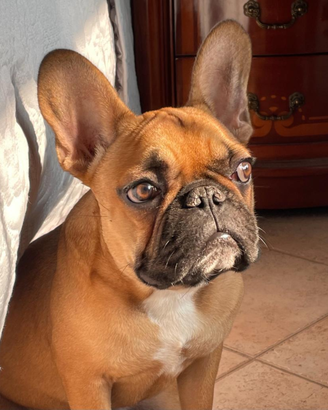Bulldog francese disponibile per monta
