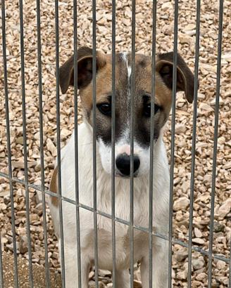 Cucciola 6 mesi, futuri 20-23kg taglia media