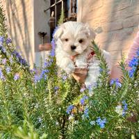 Cuccioli Maltese