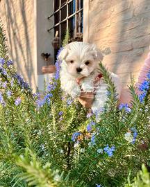 Cuccioli Maltese