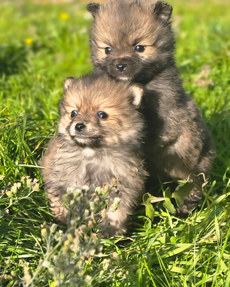 Volpini Spitz