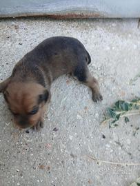 Cuccioli di segugio maremmano