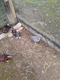 Gallo amrok e sussex