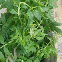 Valeriana comune