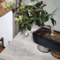 Bonsai boungaville 