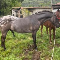 Stallone Appaloosa