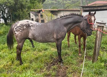 Stallone Appaloosa