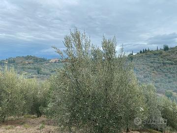 Oliveto panoramico