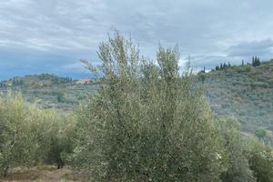 Oliveto panoramico