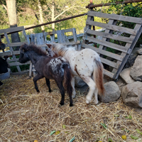 Mini e medi pony altezza massima 70 95