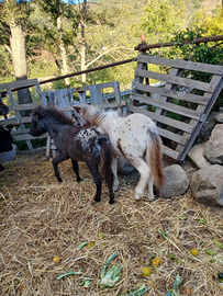 Mini e medi pony altezza massima 70 95
