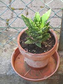 Piantine grasse liguri