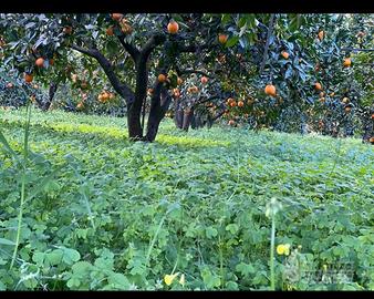 Terreno agrumeto 1.5 ettari