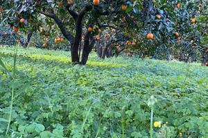 Terreno agrumeto 1.5 ettari