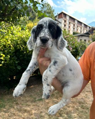 Cucciolata SETTER INGLESE