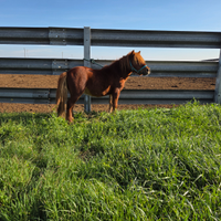 Pony
