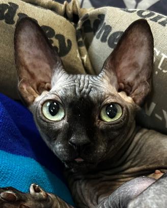 Sphynx