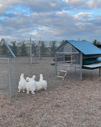 Pollaio in Ferro Araucana PLUS | Con Recinto