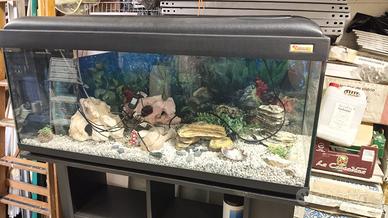 Acquario