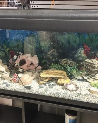 Acquario