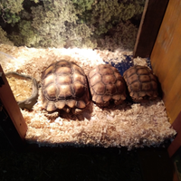 Tartaruga sulcata varie dimensioni