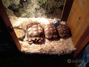 Tartaruga sulcata varie dimensioni