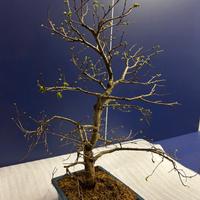 Bonsai olmo