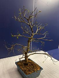 Bonsai olmo