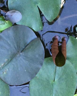 Ninfee fiori rosa/bianchi 