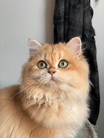 British longhair - Animali In vendita a Firenze