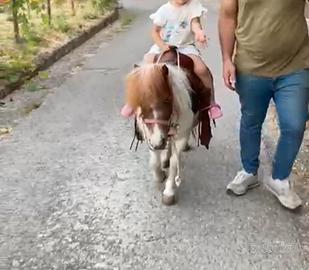 Mini pony femmina