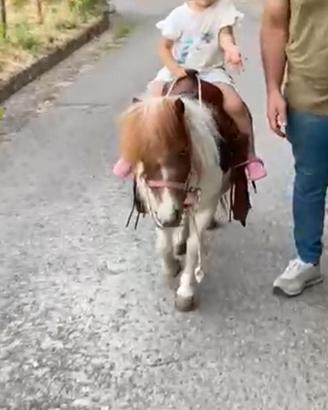 Mini pony femmina