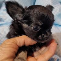 Chihuahua a pelo lungo Enci