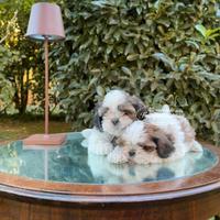 Cuccioli shihtzu