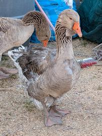 Oche Tolosa industriale maschi