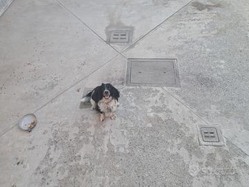 Springer spaniel