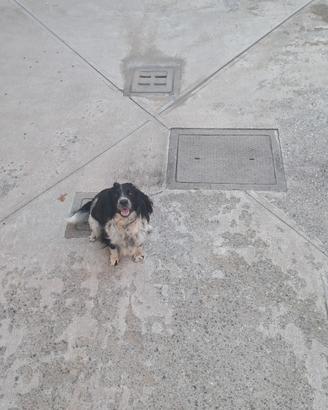 Springer spaniel