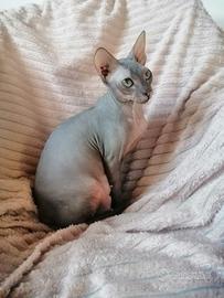 Sphynx adulta